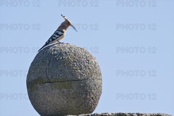 Hoopoe