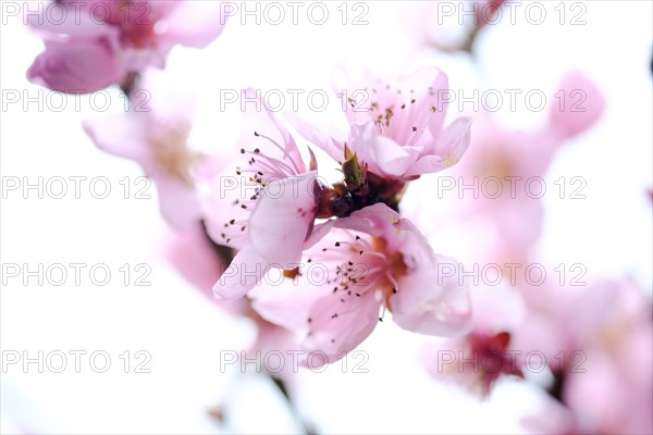 Apricot blossoms