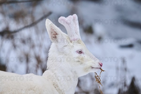 Roe deer