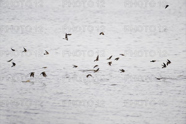 Cliff Swallows