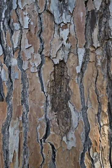 Bark of a pine tree