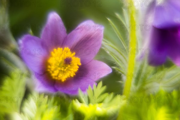 Common pasque flower