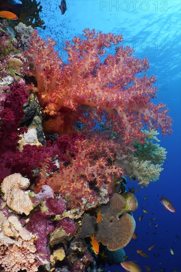 Hemprich's tree coral