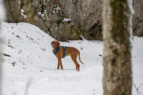 Roevidszoru Magyar Vizsla