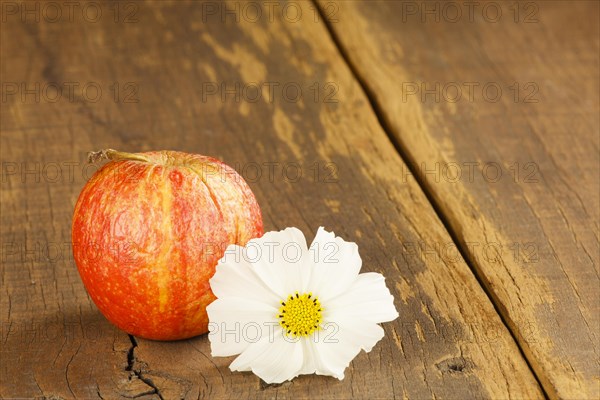 Apple with white cosmea