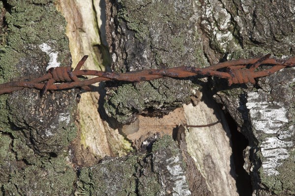 Birch bark with ingrown barbed wire