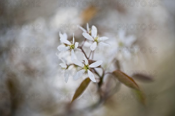 Rocky pear