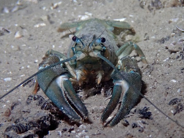 Portrait of european crayfish