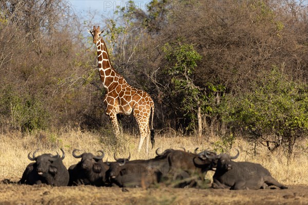 Reticulated giraffe