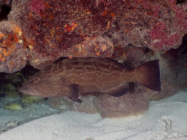 Black grouper