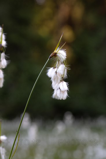 Common cottongrass