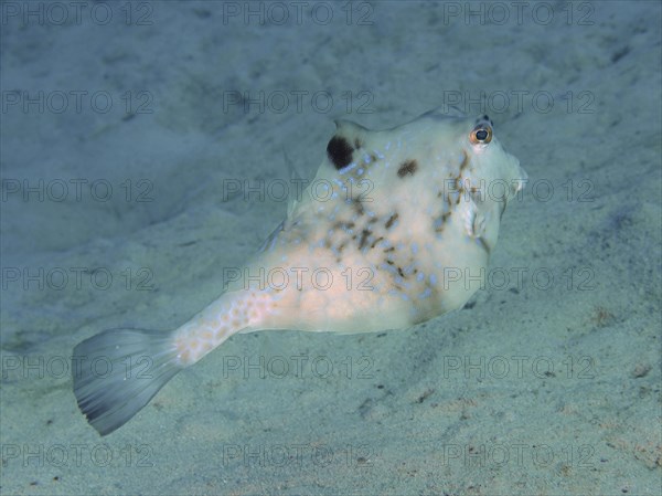 Pyramid Trunkfish