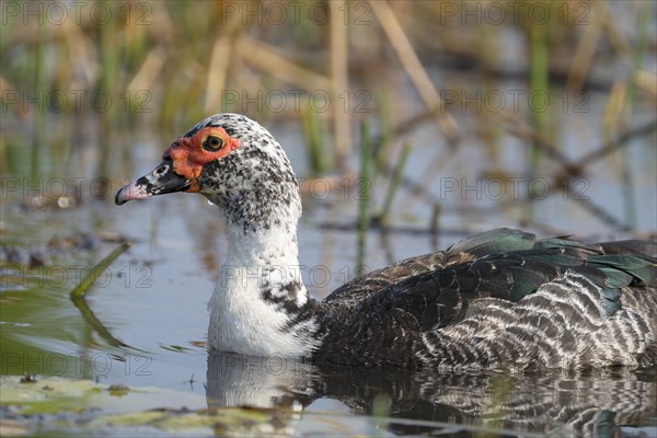 Warty Duck