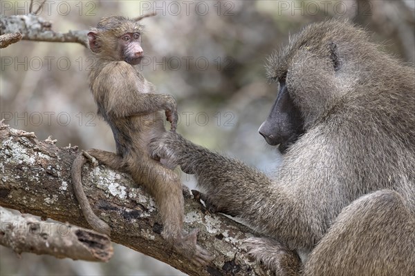 Olive baboon