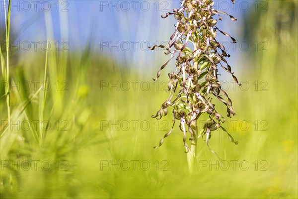 Lizard orchid