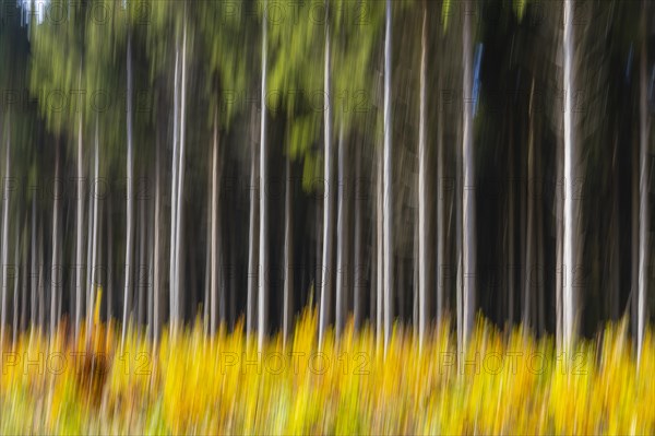 Spruce forest in the Swabian Alb in autumn