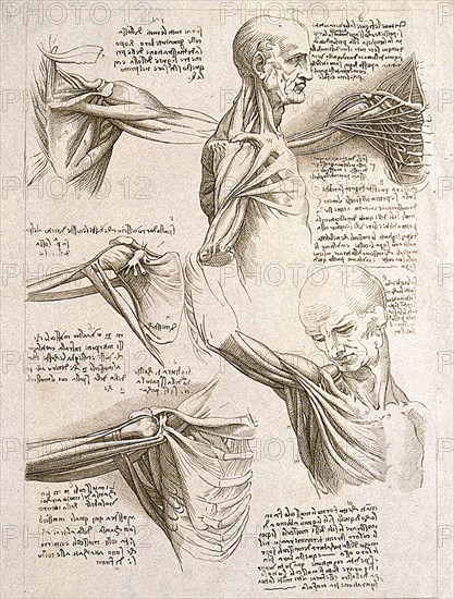 Muscles of the upper limbs