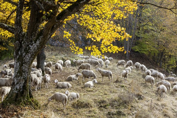 Sheep grazing on rough grassland