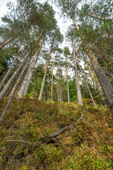 Enztalkiefer in the forest