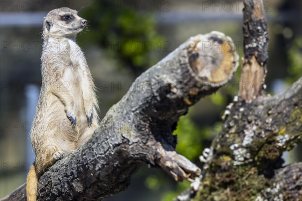 Meerkat