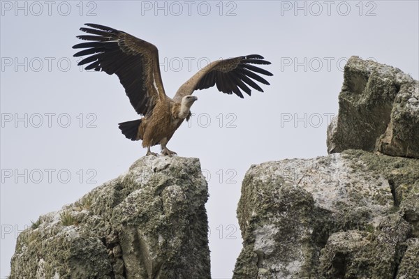 Griffon Vulture