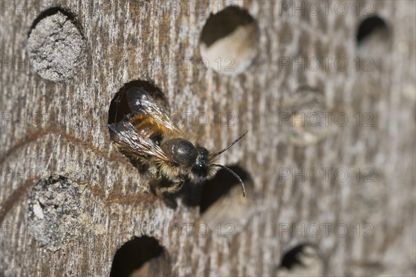 Rusty red mason bee