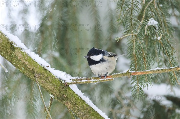 Coal tit