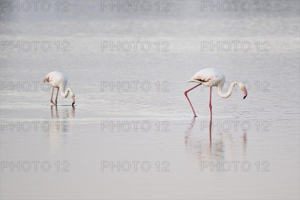 Greater flamingos