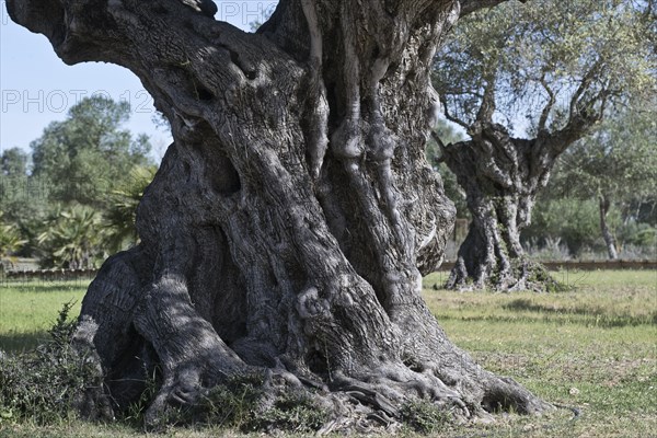 Old olive tree