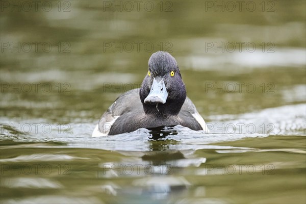 Tufted pochard