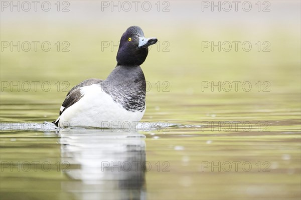 Tufted pochard