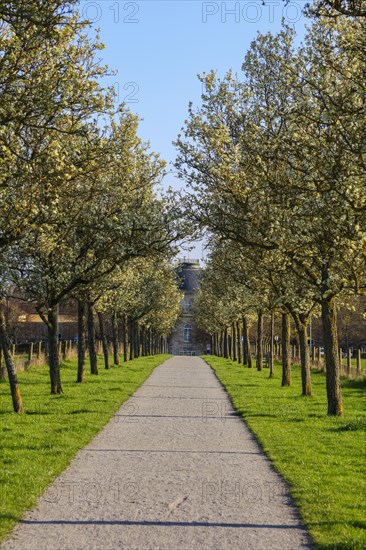 Avenue running towards Hohenheim Palace