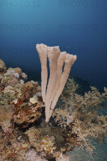 Colony siphon sponge