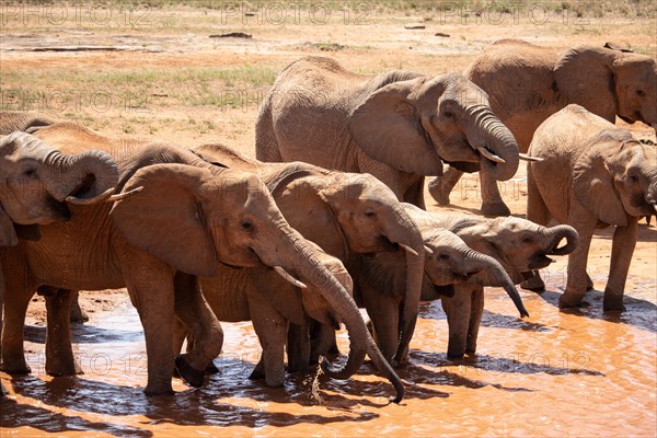 The famous red elephants in the savannah of Tsavo National Park