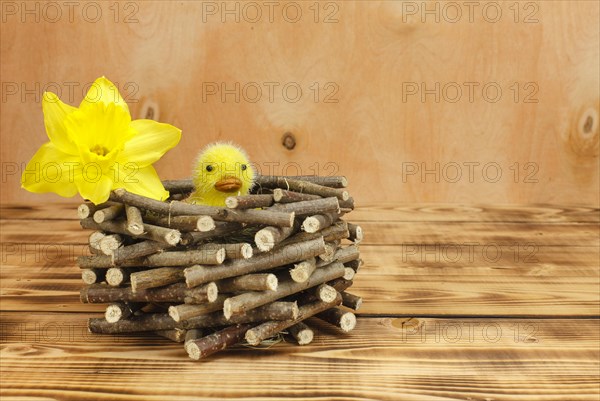 Chicks in a wooden nest with daffodil blossom