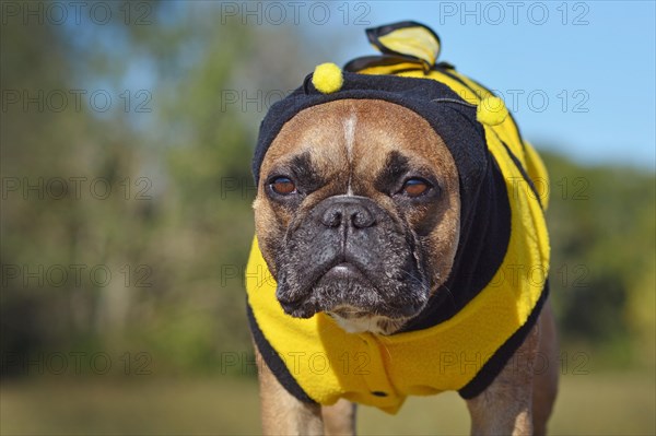 Portrait of French Bulldog dog dressed up in yellow and black hoodie with antlers and wings on back resembling a bee Halloween costume