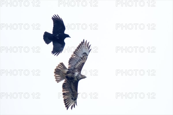 Carrion crow