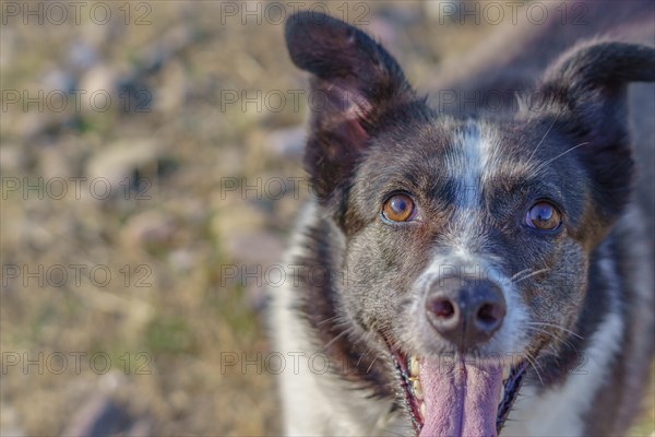 Close-up of a border collie dog's face with tongue out with a river with green leaves in the background