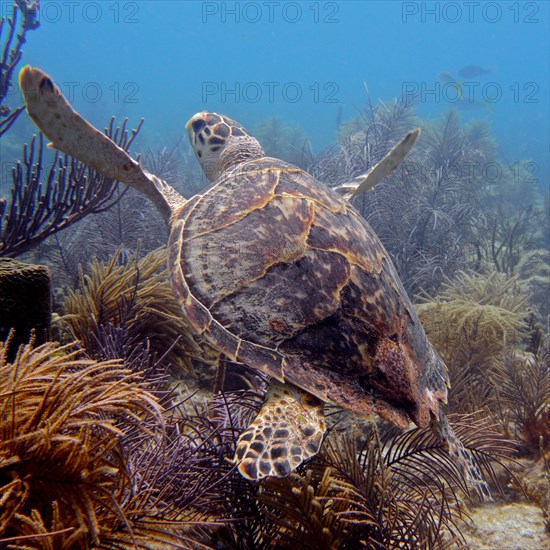 Hawksbill turtle