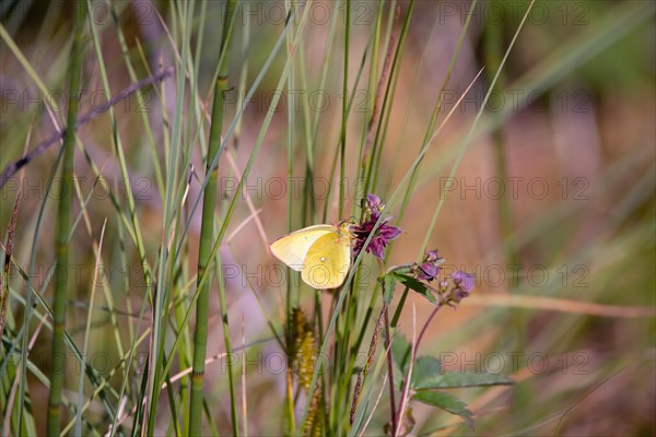 Palaeno sulphur