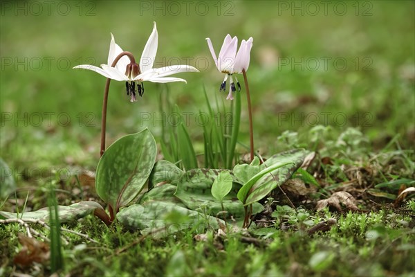 Dog's tooth violet