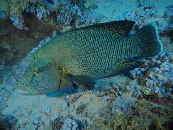 Humphead wrasse