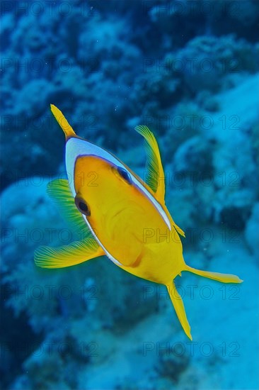 Portrait of red sea clownfish