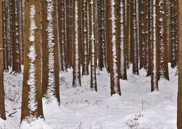 Trunks of a spruce monoculture in winter form a graphic pattern