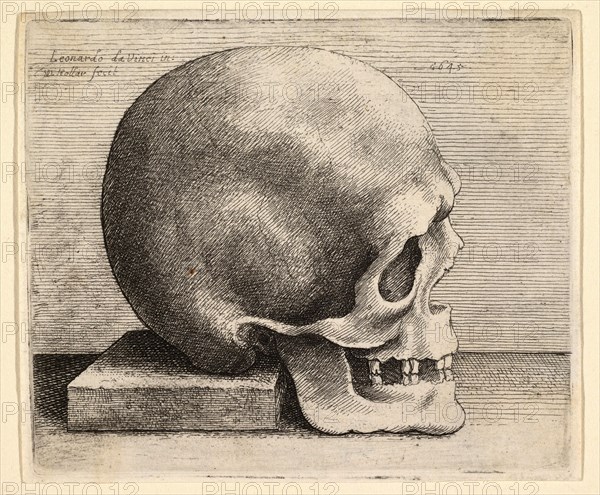 Skull in profile to the right