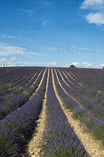 Flowering lavender