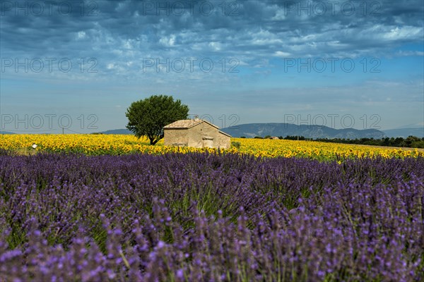 Flowering lavender