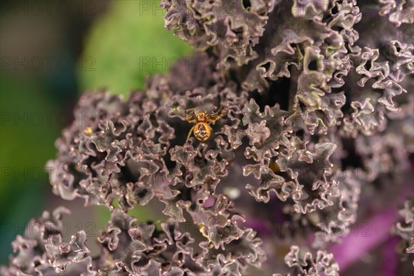 Close-up of a small spider on purple cabbage