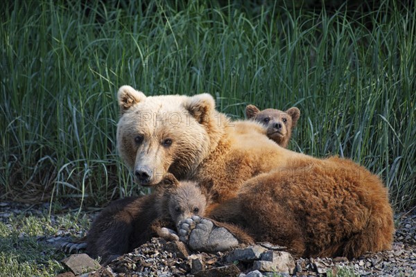 Mother bear with two cubs