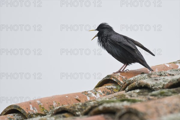 Spotless starling